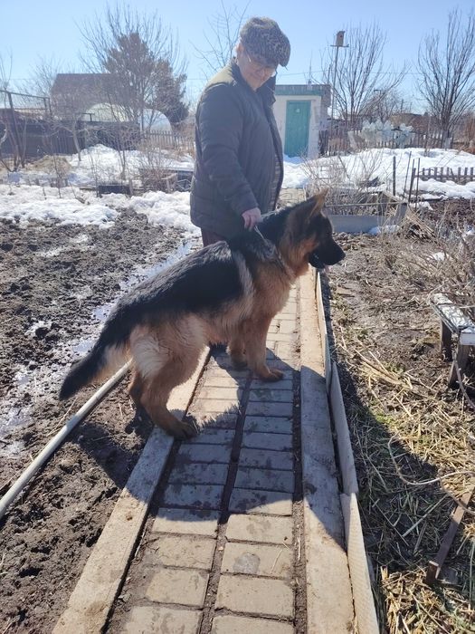 Продам щенка немецкой овчарки