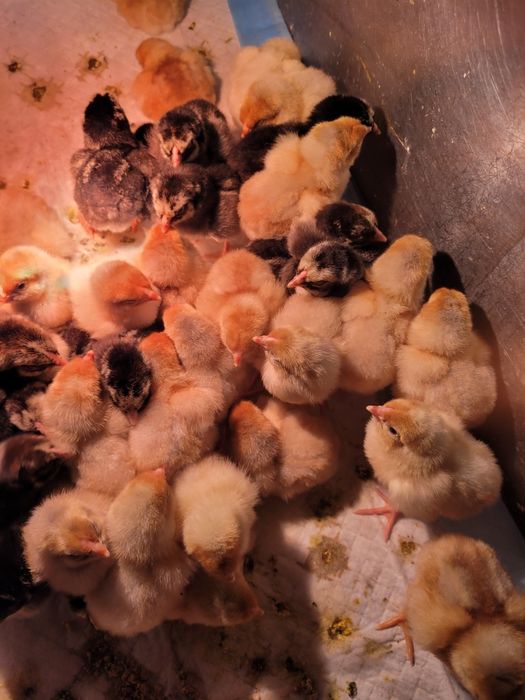 Цыплята виандот серебро  белое золото