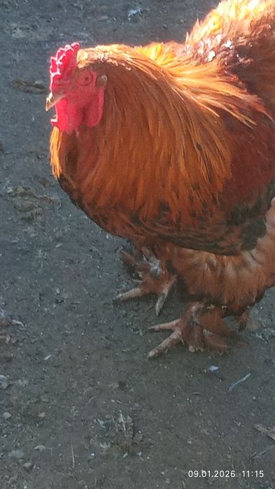 Продаются петухи брама разных мастей