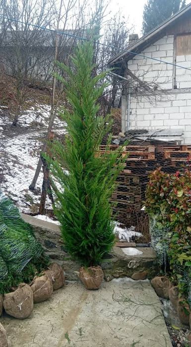 Vând chiparos leylandii