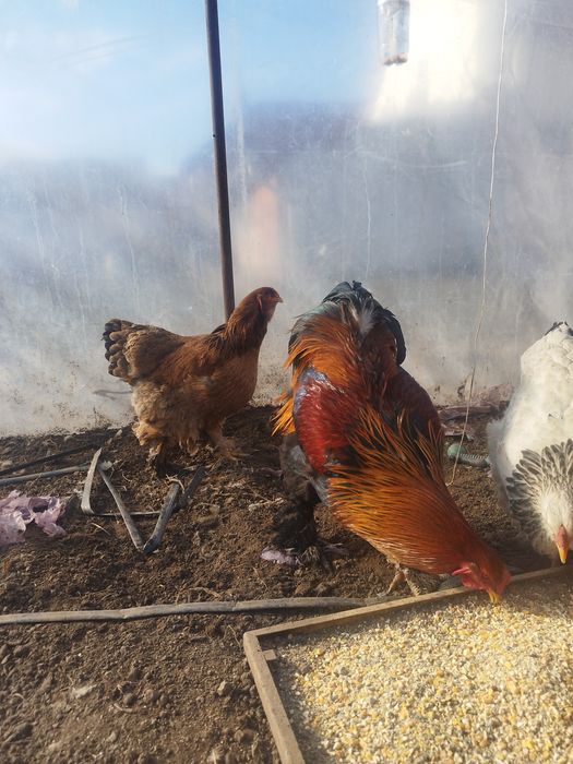 Brahma, chabo, fazan comun, rate alergatoare sau rate indiene