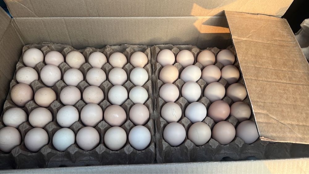 Инкубационный яйцо бройлер