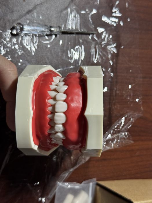 Arcada dentara stomatologie