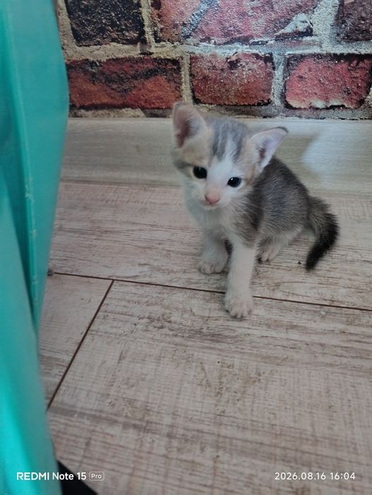 Котята бесплатно