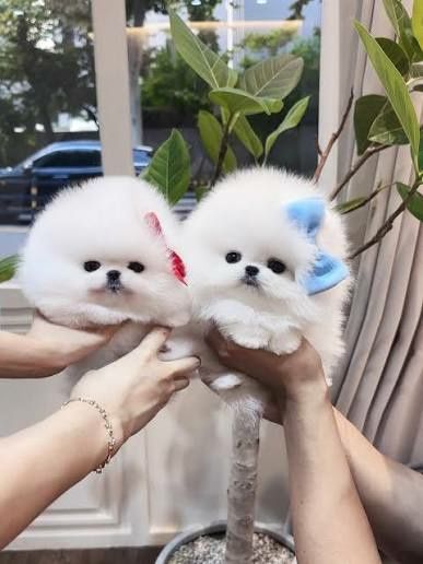 Pomeranian de excepție se pot vede live in direct