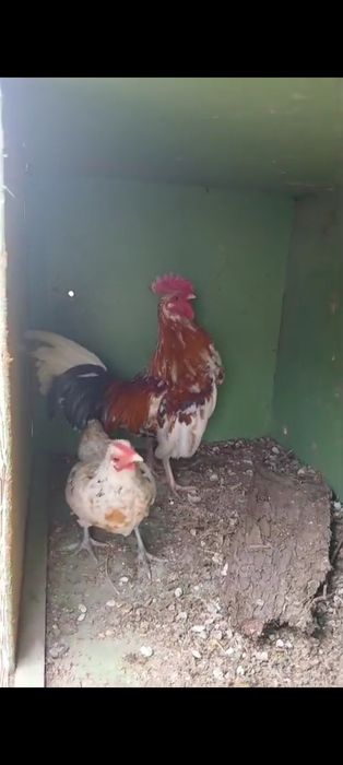 Карликовые куры Бентамка