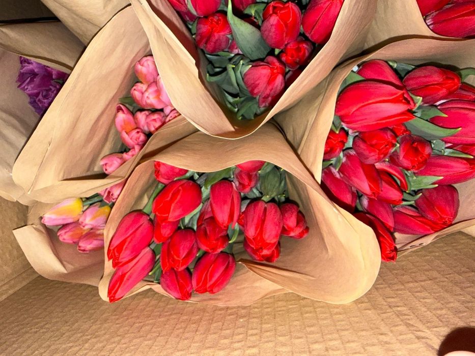 Продам тюльпаны 700 штук в наличии