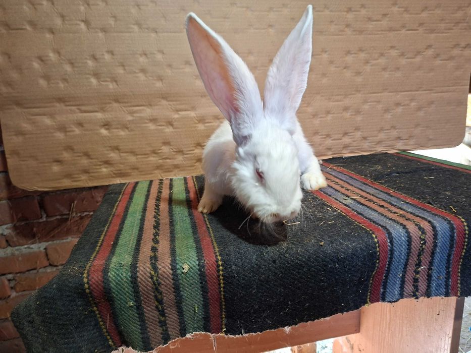 Зайци великани големи и малки