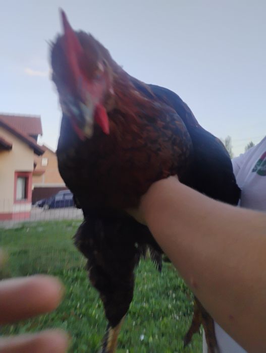 Caută o nouă casuță cocoși brahma