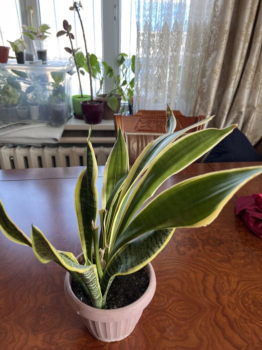 Сансиверии разные Лауренти,