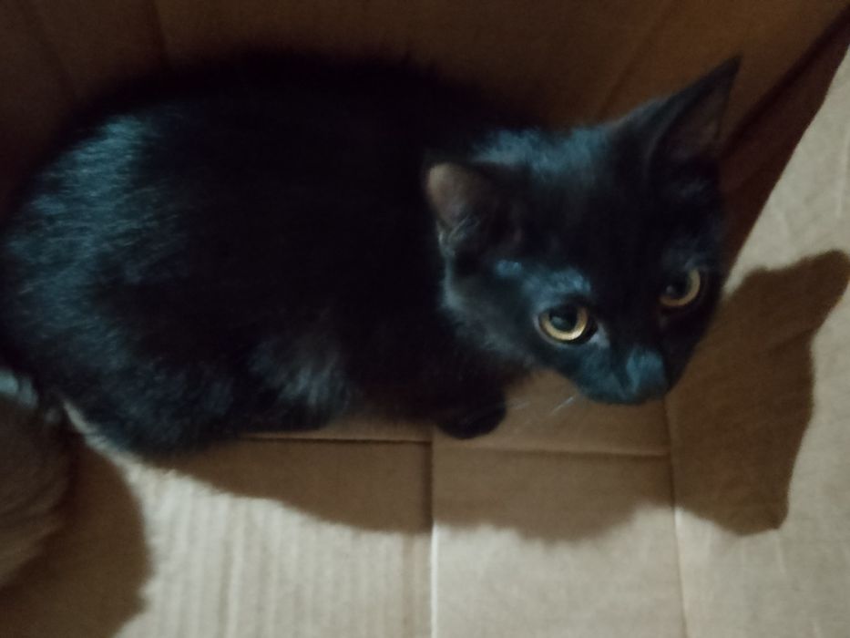 Котята от сиамской кошки