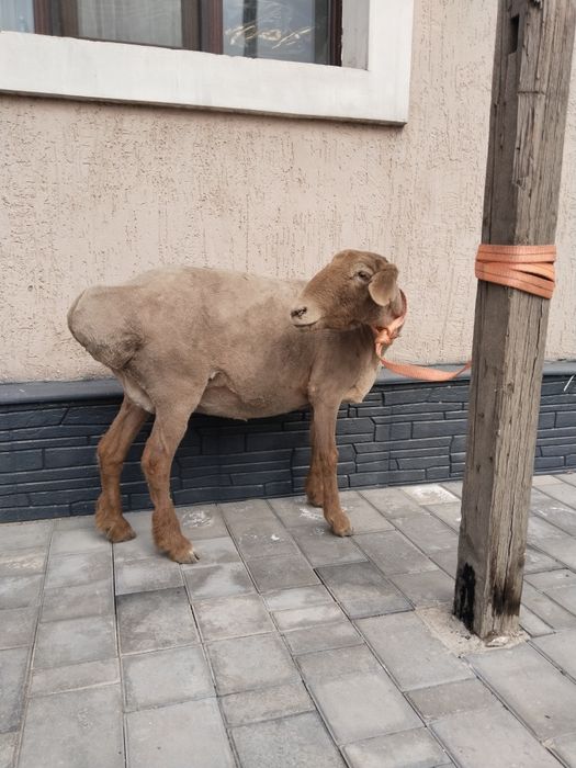 Қой, овца, семіз