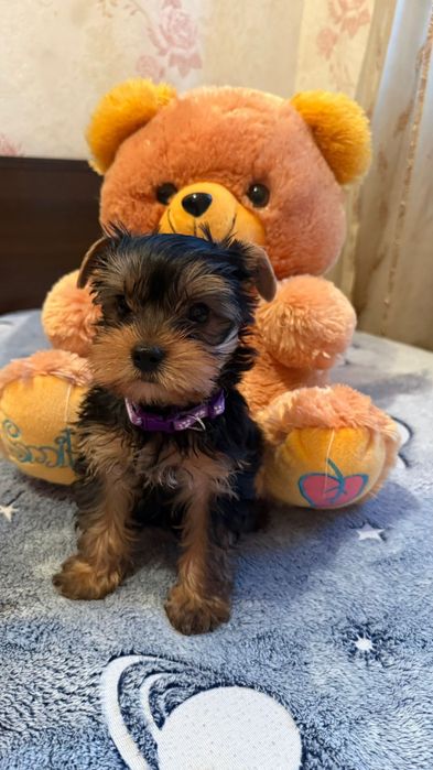 Йоркширский терьер