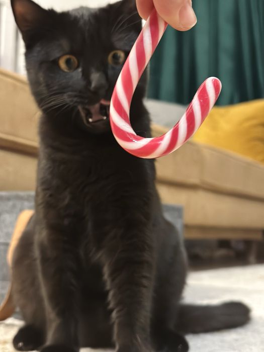 Pet Sitter | Îngrijitor animale -Plimbare, vizite, cazare,bonă animale