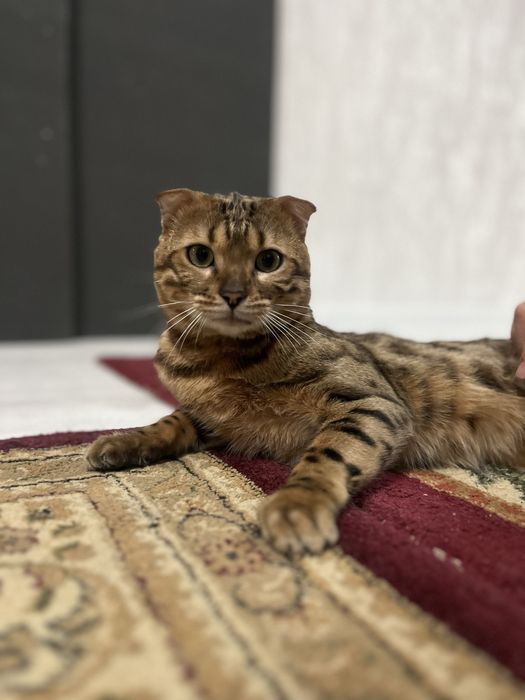 Бенгал ищет себе кошечку