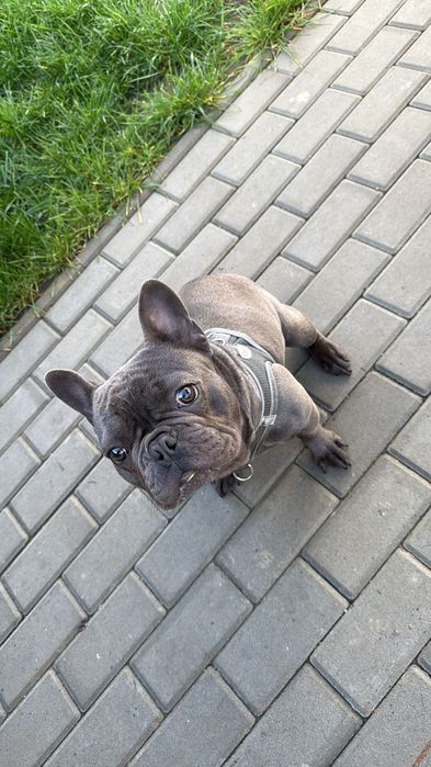 Buldog Francez Baiat