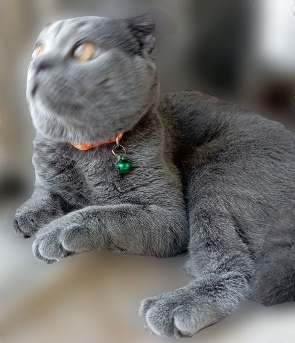 Katta kokrak bilan jinsiy aloqa video