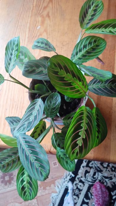 Продам женское счастье