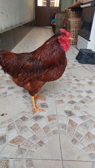 Кизил ху́розлар сотилади... 250 бор...