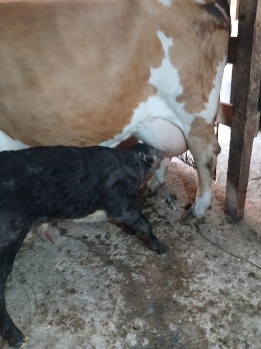 Vaca baltata romaneasca cu vițel de 7 ani