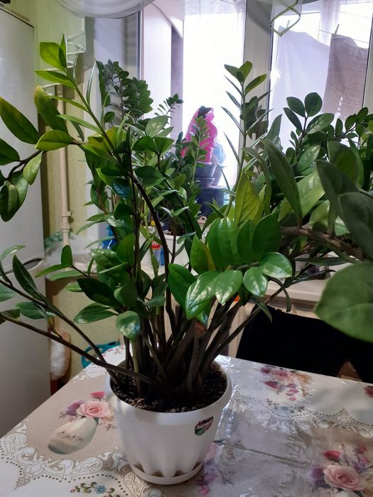 Продам Замиокулькас