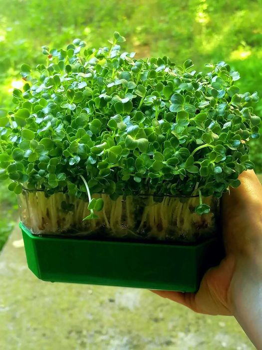 Vas de germinat seminte pentru vlastari si microplante pe 2 nivele