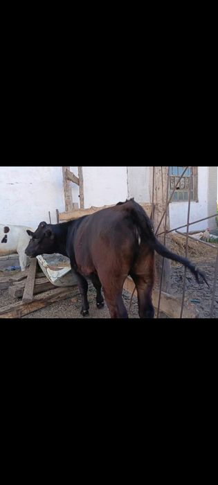 Продам телят подсостых