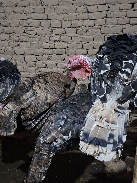 Indyuk kurka sotiladi sog'lom