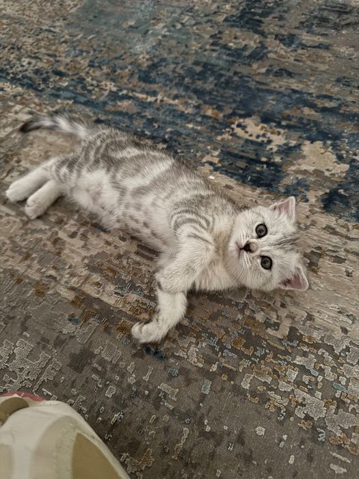 продаю шотландскую кошечку