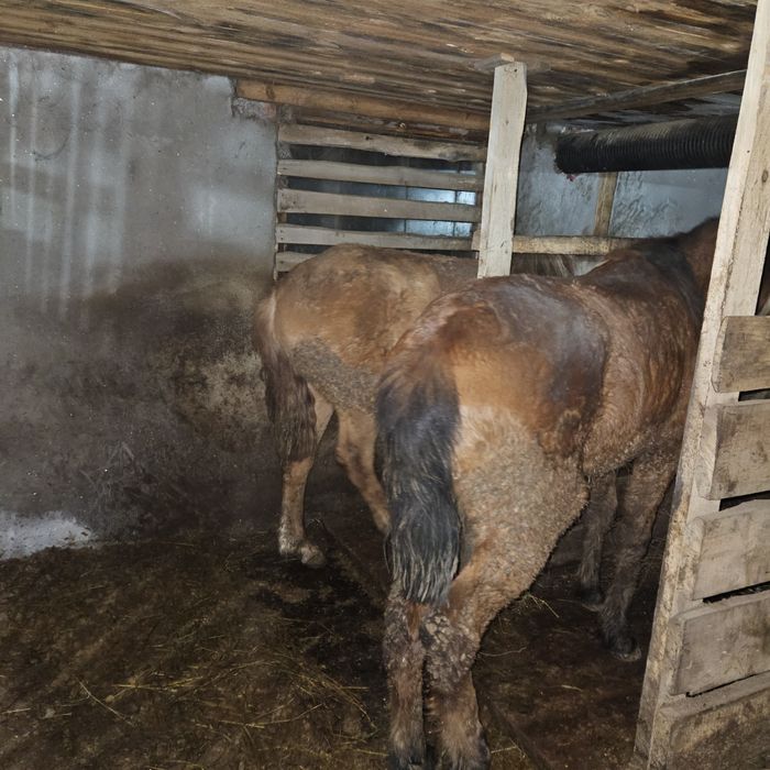 Тай с откорма на согым