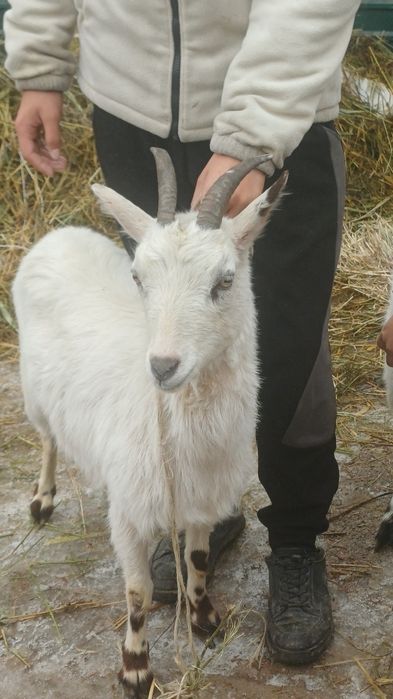 Продам срочно сатамын