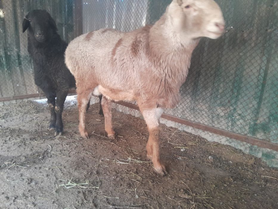 Qo'chqorlar sotiladi