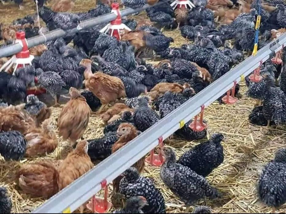 Pui rasă mixtă Porumbac și Roșu Kabir și pui Alb de carne