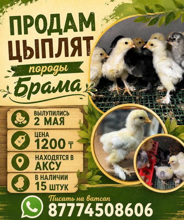 продам циплят Брама