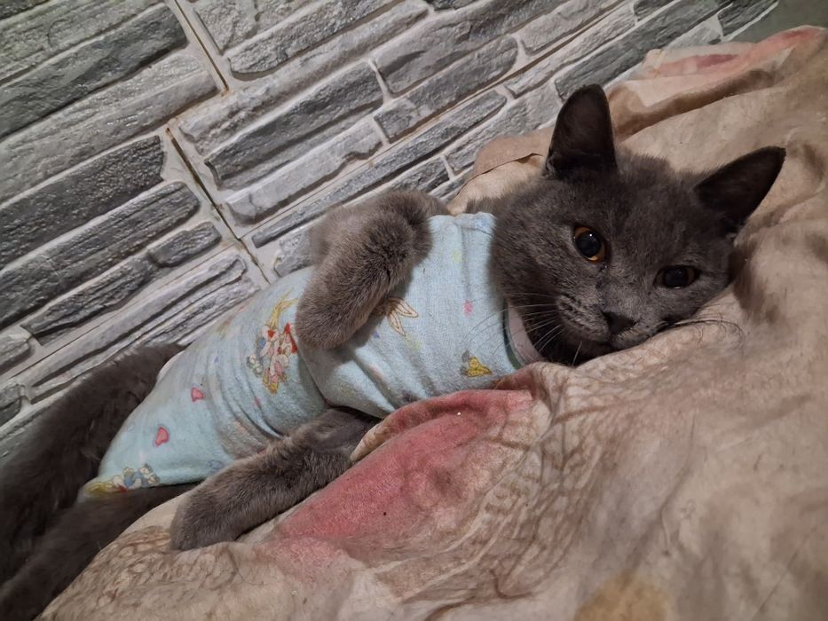 Красавица Салли в поисках дома!!