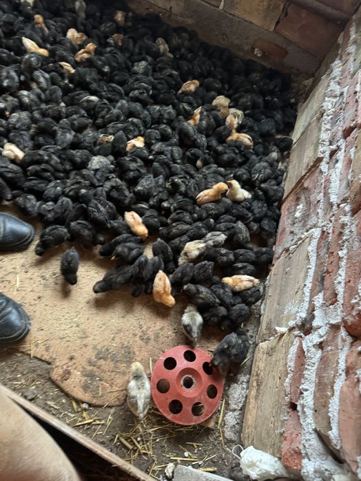 Продавам пилета на 10 дни