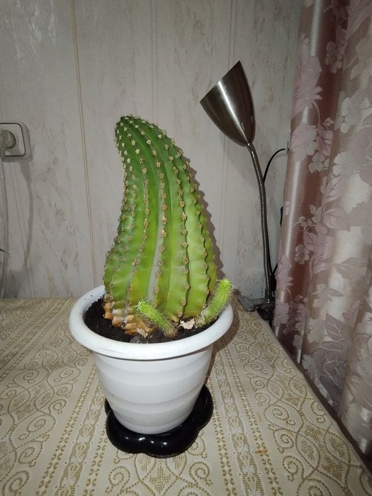 Продам кактусы детки