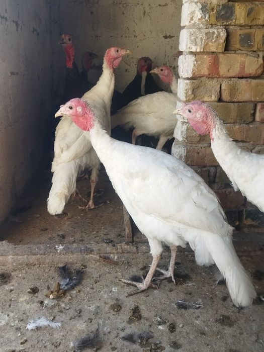 Продам куры домашние