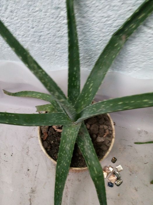 Алоэ Вера растение