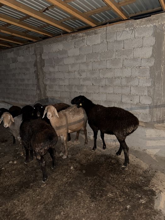 Қойлар сатылады ұрғашы