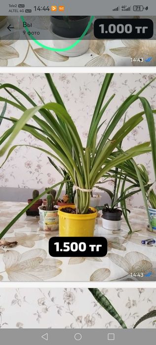 Продам комнатные цветы