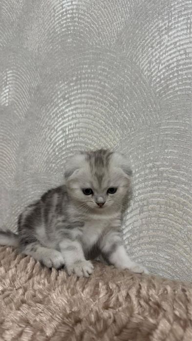 Котенок скоттиш фолд