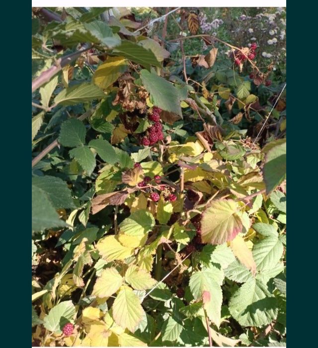 Саженцы  ежевики