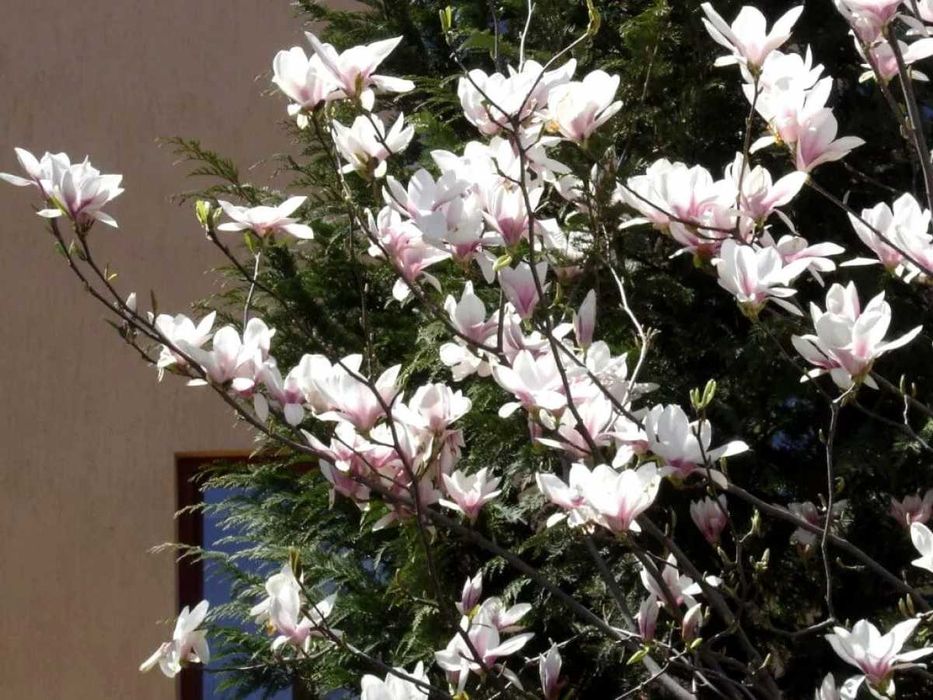 Магнолия Суланджа - декоротивное дерево