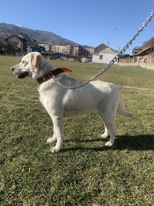 Câine pentru adopție “Luna”