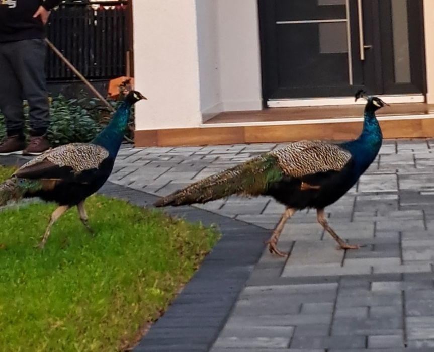 Păun de vânzare 3 ani