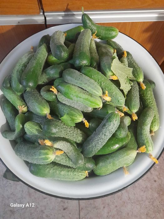 Продам домашние огурцы