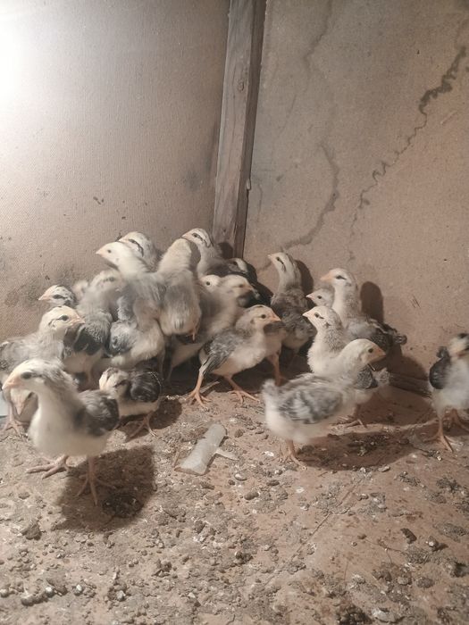 Барковский балапандары 2 апталық