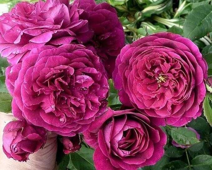 Розы саженцы молодые