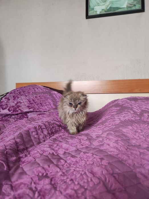 Отдам кошечку в хорошие руки